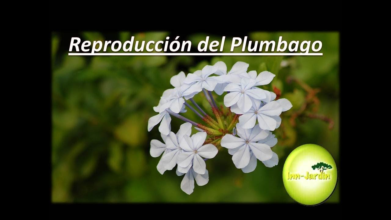 Como reproducir PLUMBAGOS|Cuidados del Plumbago, CELESTINA, JAZMIN DE CIELO