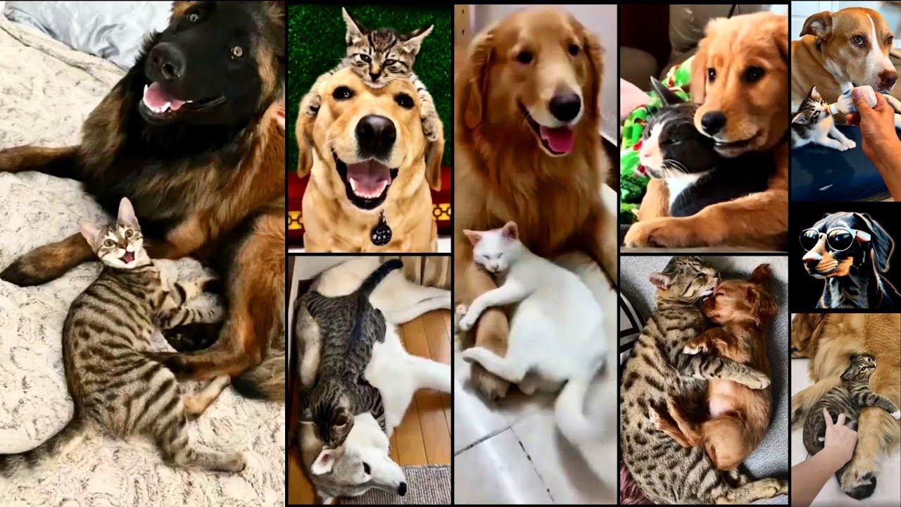 Immensely Cute Friendship Between CAT 🐈 💞 and a DOG 🐕💕 [ Cat and Dog Love 😘 ] @Meow_cute_cat