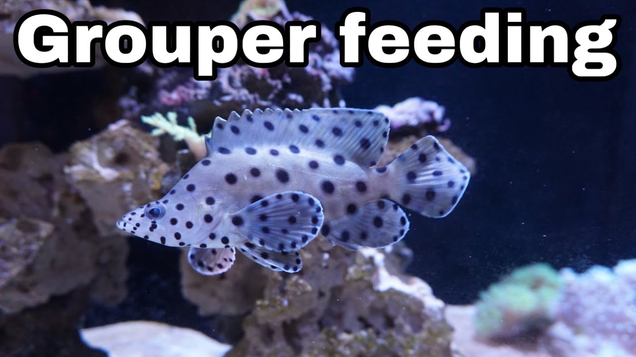 Feeding My Panther Grouper !!!!!!!!!