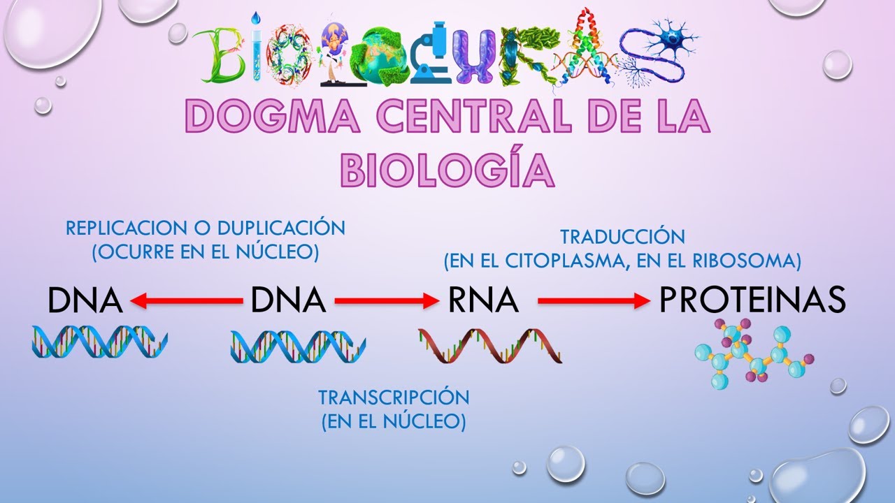 DOGMA CENTRA Y REPLICACIÓN DEL ADN