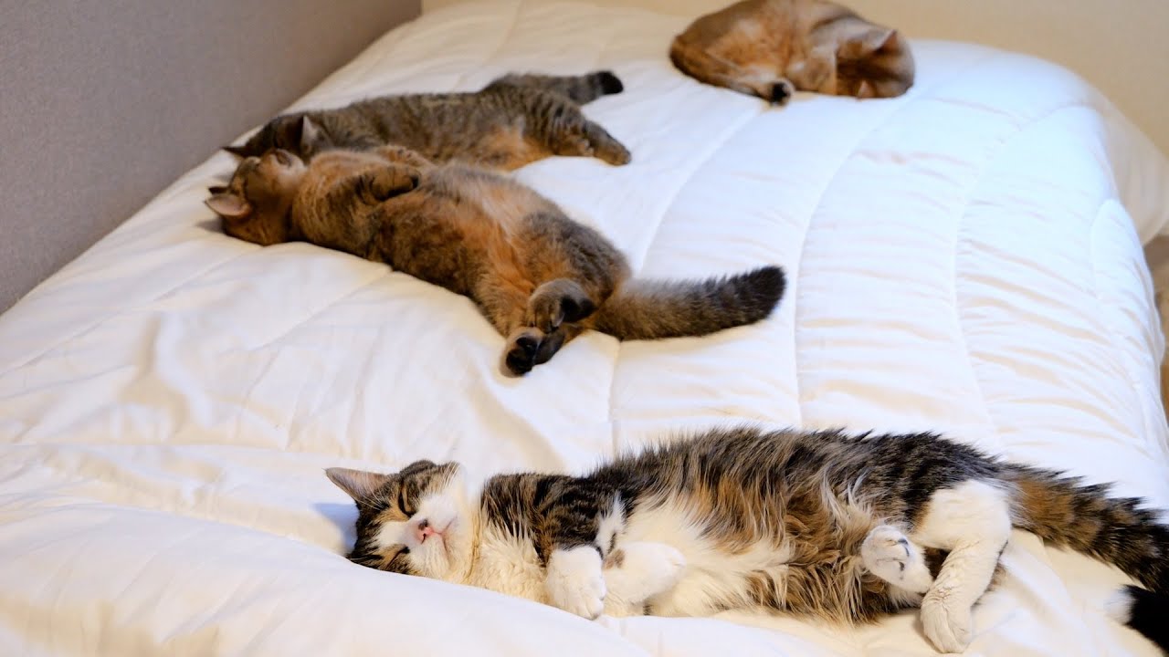 When I finished work, a family of cats became like this on the bed....lol
