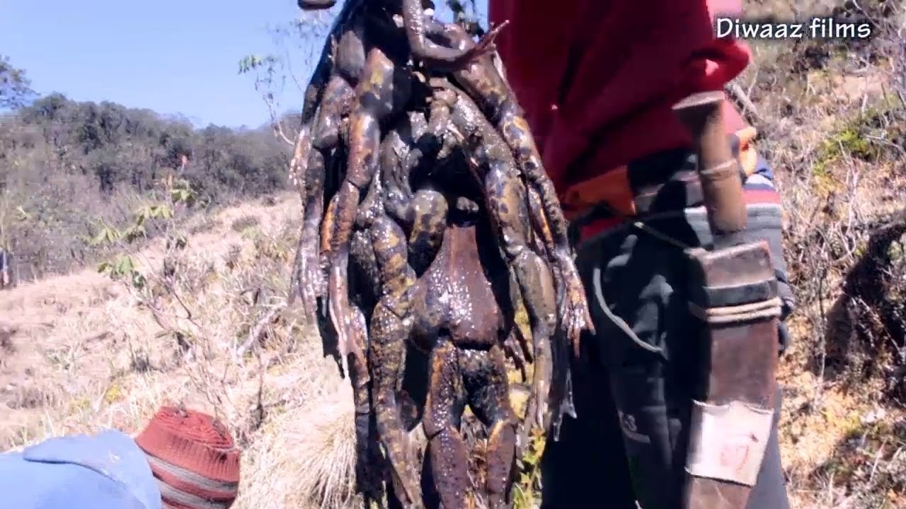 Toad Hunting  in traditional way in  Nepal into the hilly area ,mountain site of Nepal