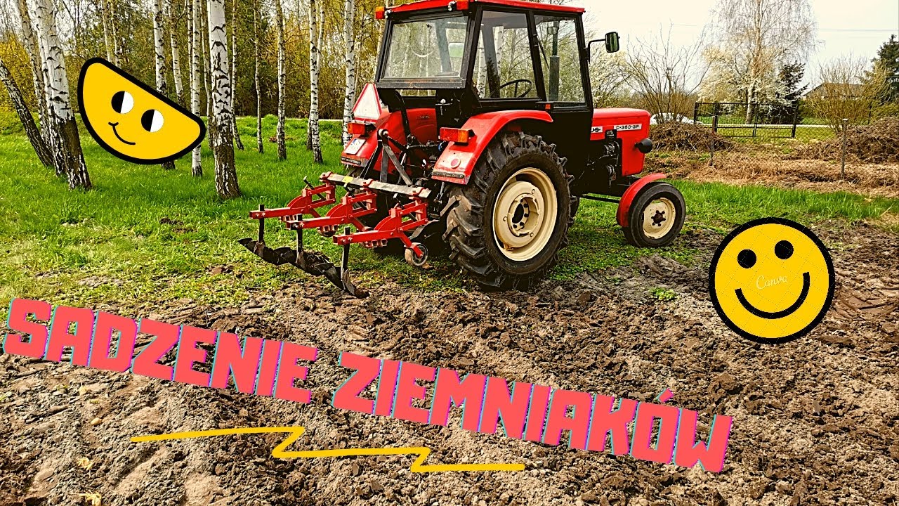 SADZENIE ZIEMNIAKÓW 2021 vs URSUS C 360 3P