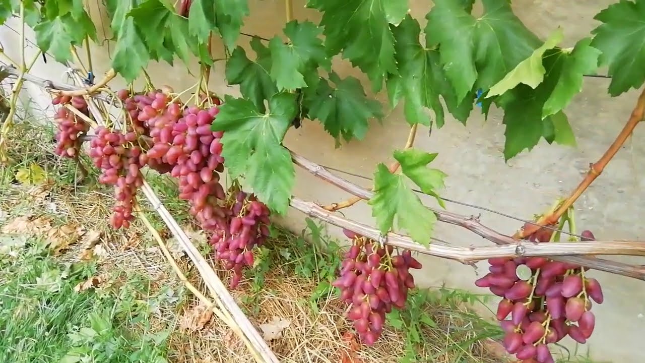 Дубовский розовый виноград