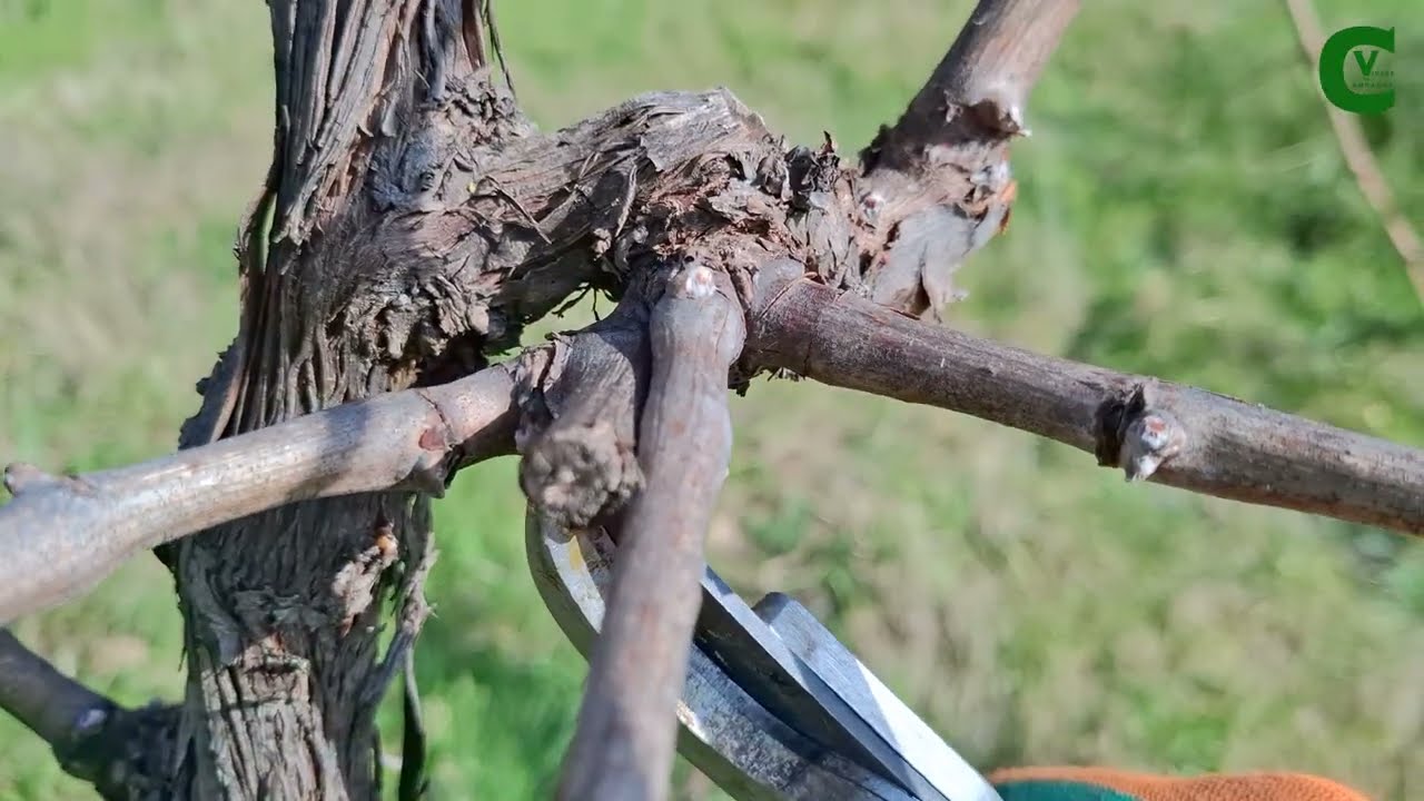 Potatura della vite allevata a cordone libero speronato. Come e quando potare il vitigno