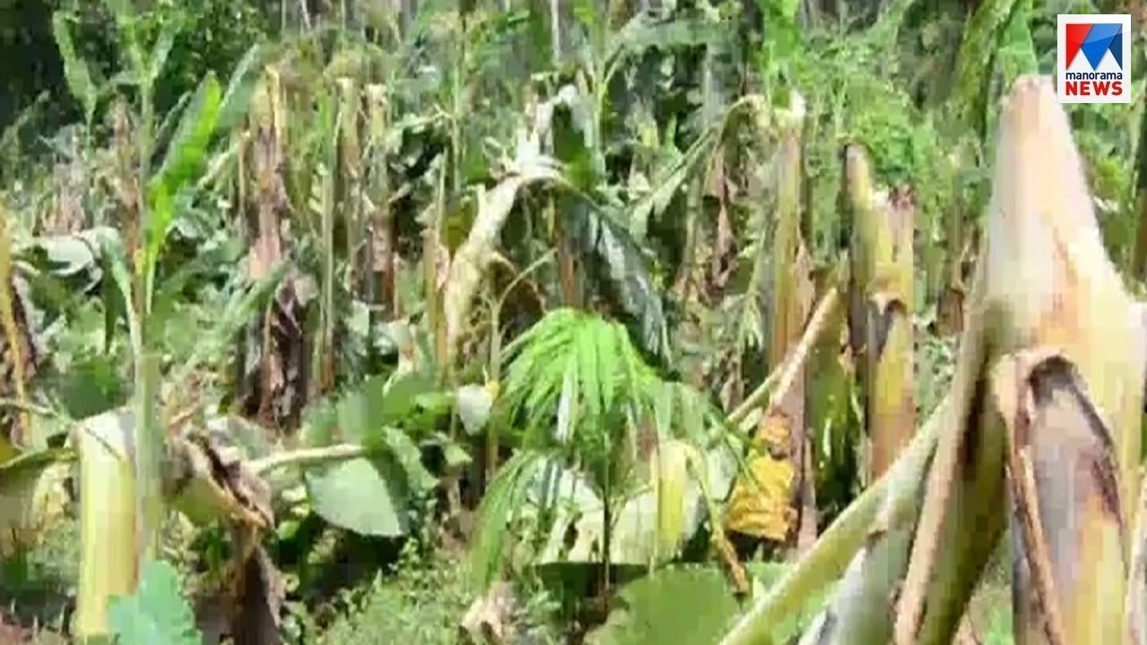 വേനൽമഴയിൽ കാസർകോട് വ്യാപക കൃഷിനാശം | Kasaragod rain | farmers