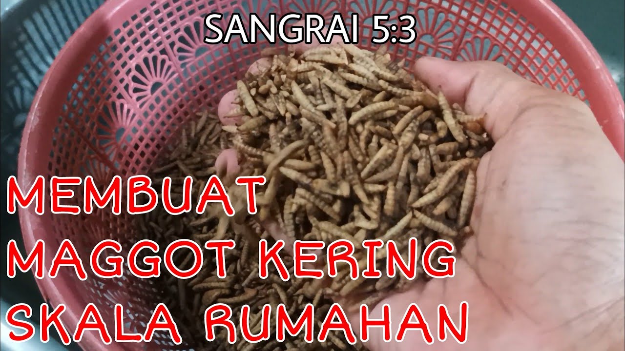 Tutorial Mengeringkan Maggot BSF | Membuat Dried Maggot Skala Rumahan