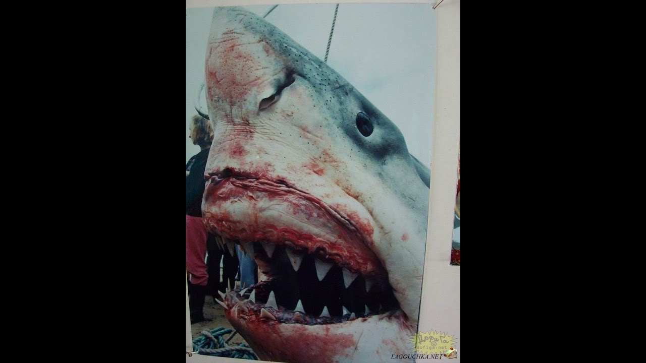 Etats Unis le plus gros requin jamais p&eacute;ch&eacute; INFO REPLAY