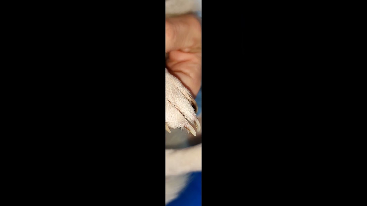 Cuore fedele 🩵 #blajito #pets #doglover #dog #jackrussell #jackrussellterrier