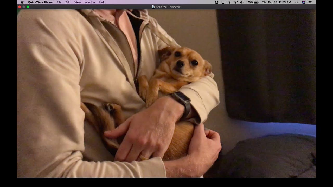 Bella the Chiweenie