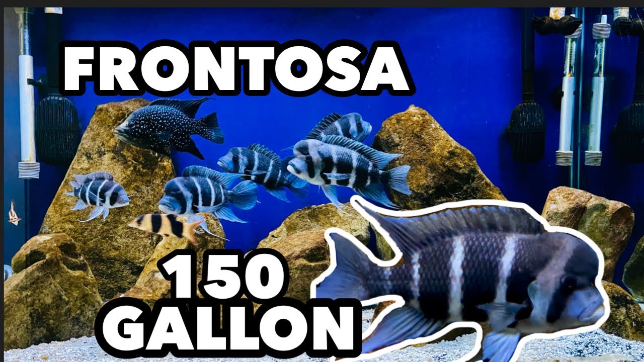 150 Gallon Frontosa Aquarium