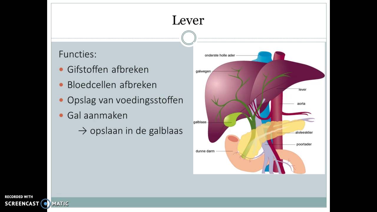Les 3. Lever, galblaas, alvleesklier en de 12vingerige darm