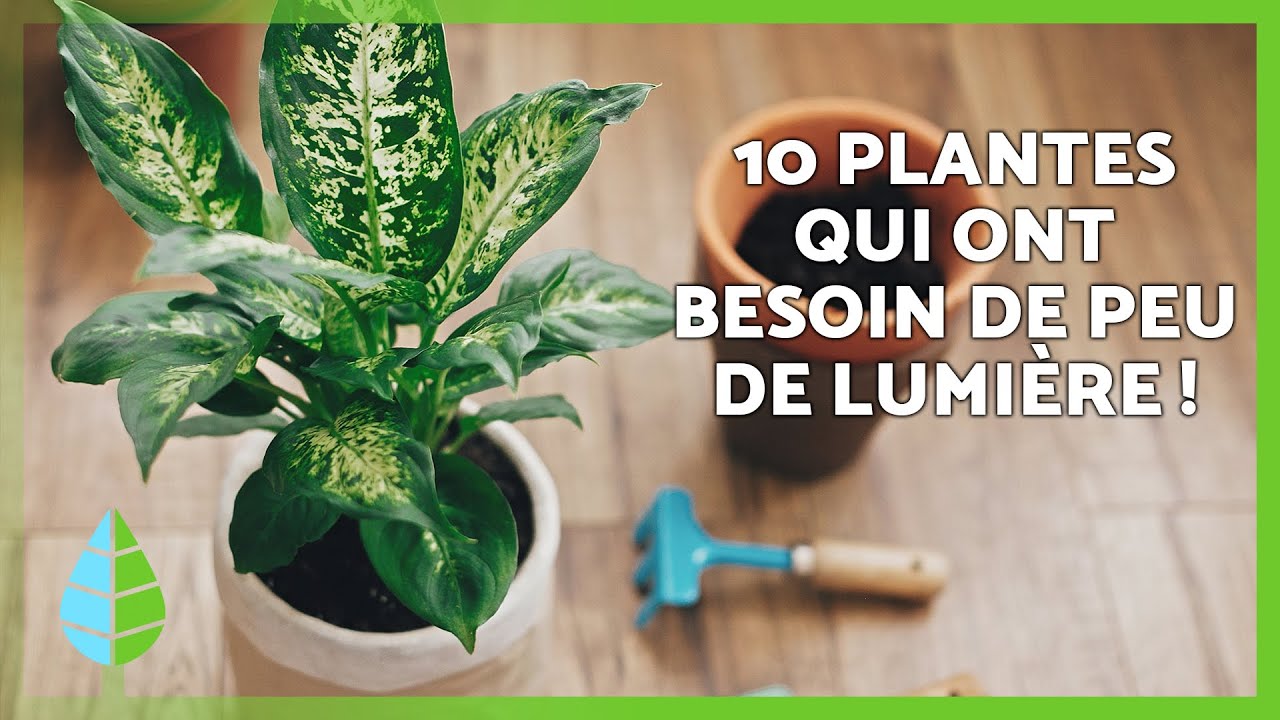 10 PLANTES D'INT&Eacute;RIEUR qui ont besoin de PEU DE LUMI&Egrave;RE NATURELLE 🪴 | Plantes d'ombre