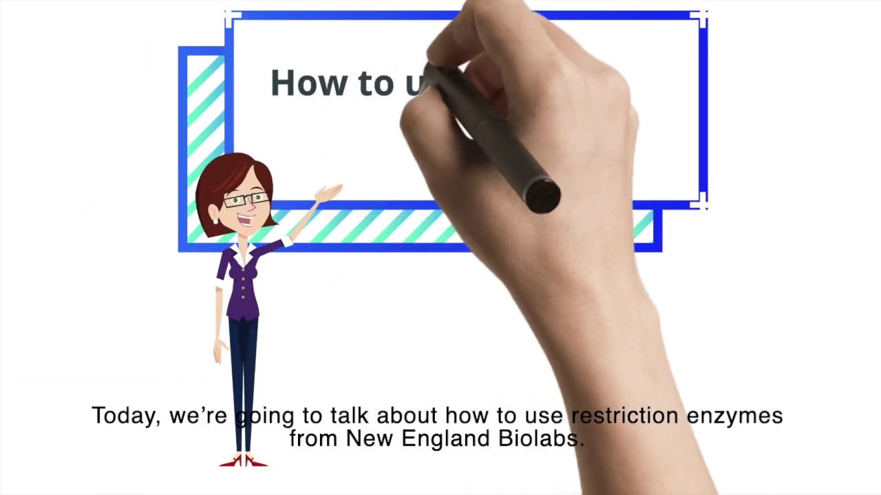 How to use Restriction Enzyme from NEB