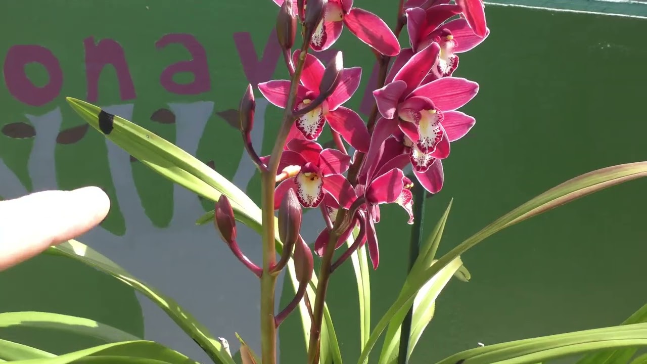 Hablando de orqu&iacute;dia Cymbidium oto&ntilde;o 2025.@BonavebedesdeVigoGalicia.