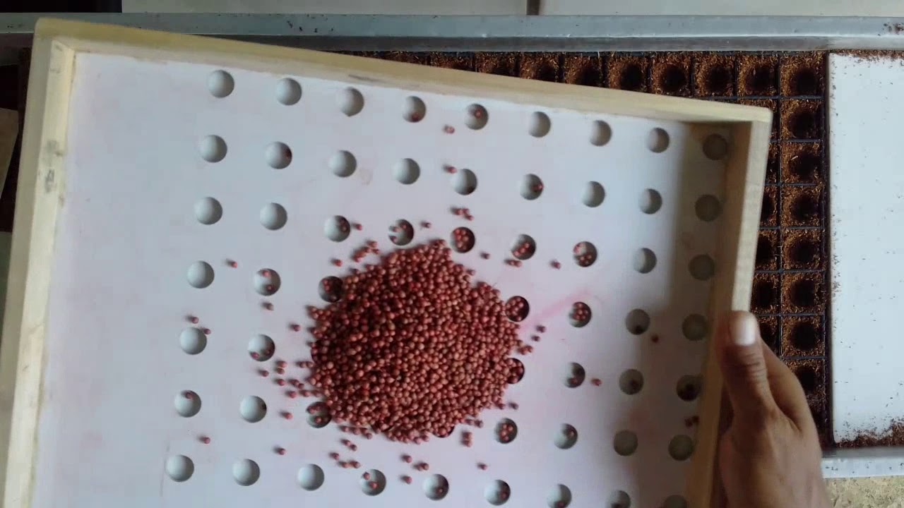 Hidroponia Coriander - Produção de mudas de coentro usando semeadora (vídeo 01)