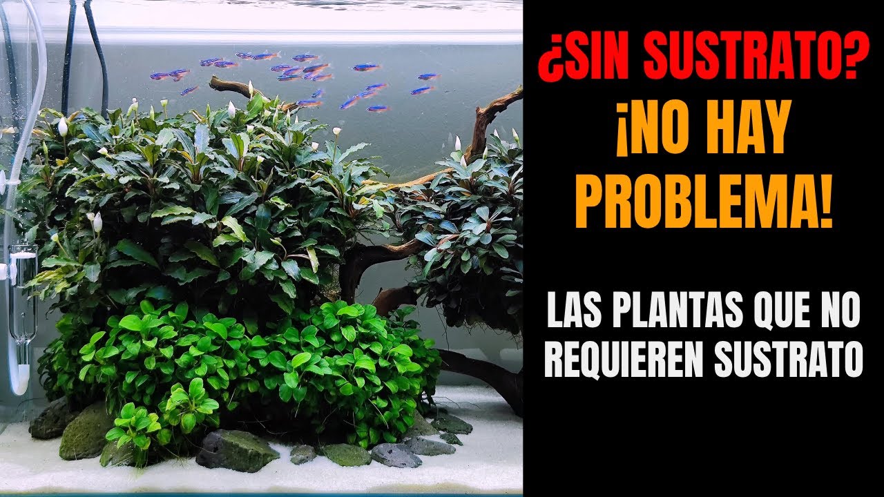 Las Plantas Que Crecen Sin Sustrato | Plantas Epífitas