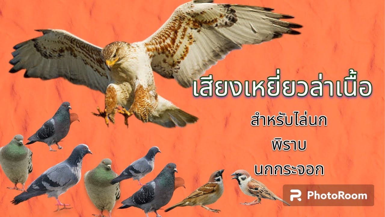 เสียงเหยี่ยวล่า ใหม่ล่าสุด ใช้ไล่นกไล่กา