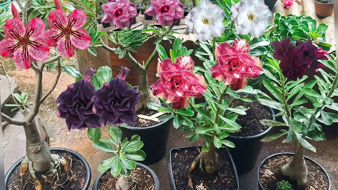 Rosa do Deserto 🌻 LM 53 + Replantio, infinity, ultraviolet, Dafny, Triple wish 3 e P 180 🌺🥰🙌🤗