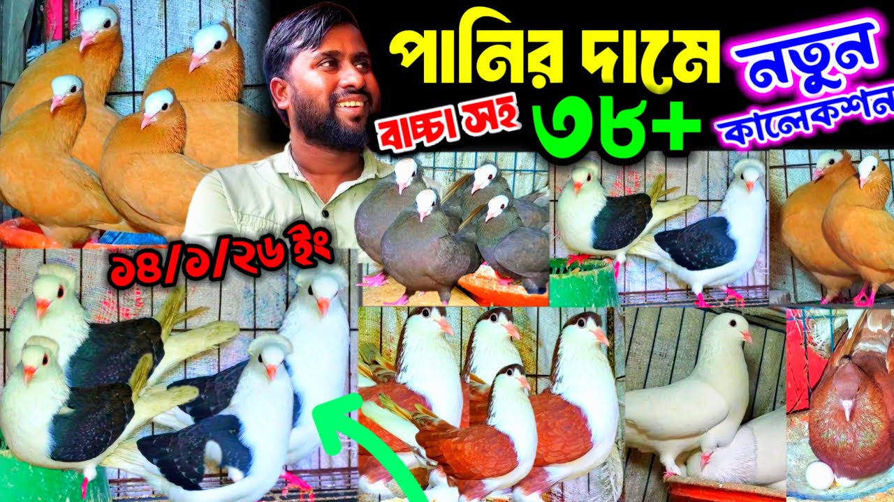 পানির দামে কিনুন ৩৮ + বাচ্চা সহ কবুতর || ১০০% ডিম বাচ্চা গ্যারান্টি সহ কবুতর কিনুন খামার থেকে ||