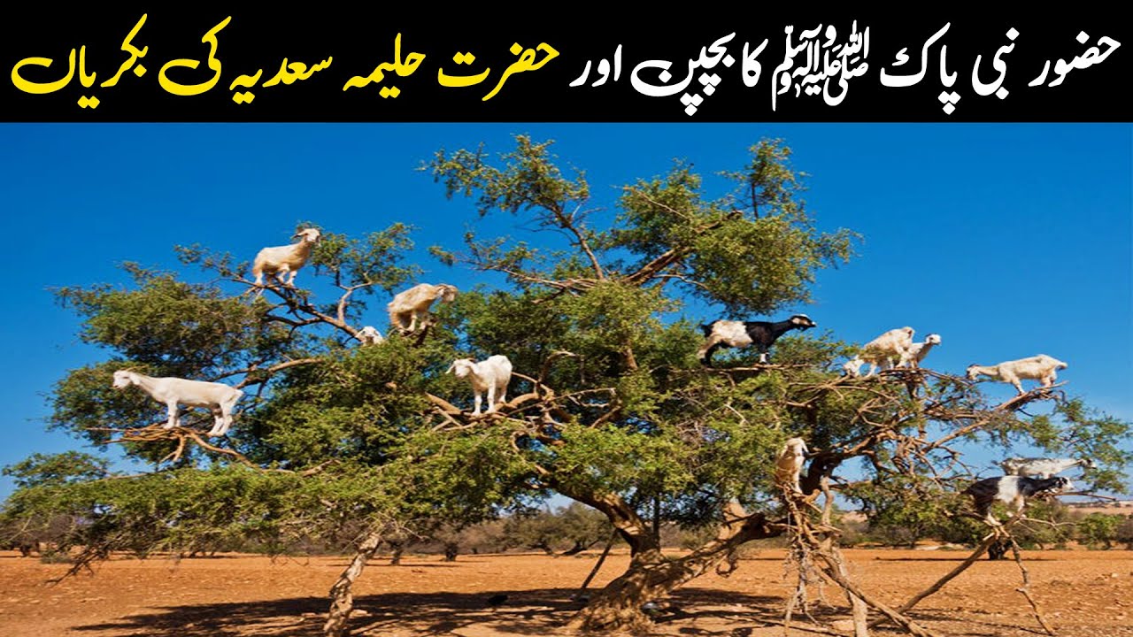 حضور نبی پاک ﷺ کا بچپن اور حضرت حلیمہ سعدیہ کی بکریاں | ilm ki baat
