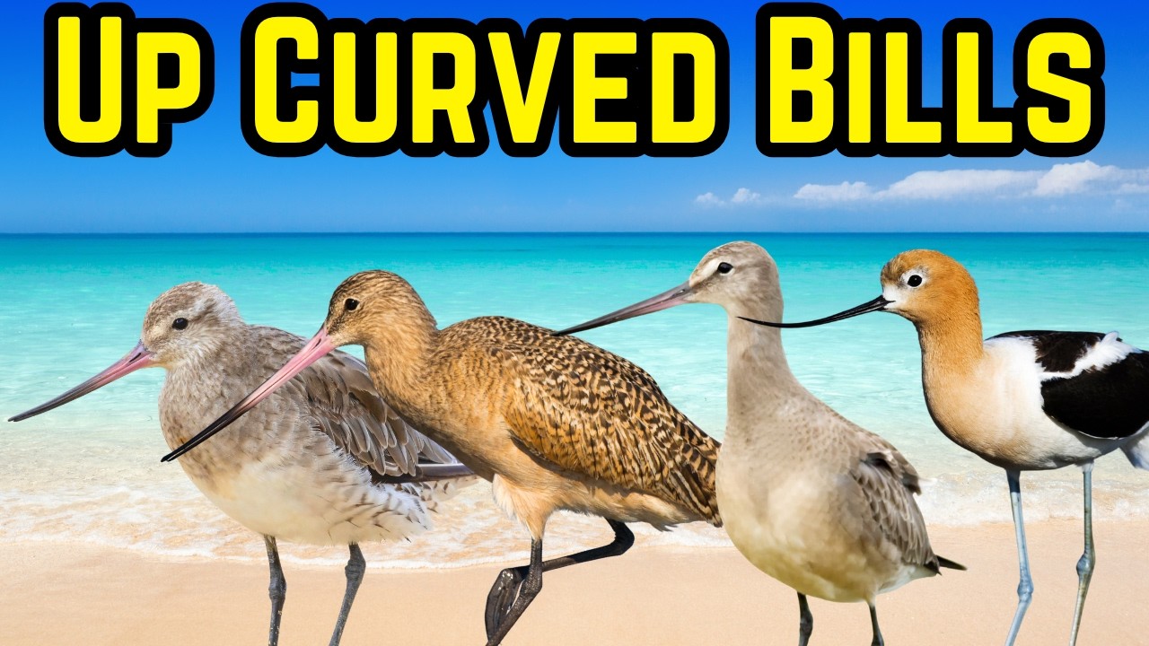 How to ID Shorebirds with Upcurved Bills