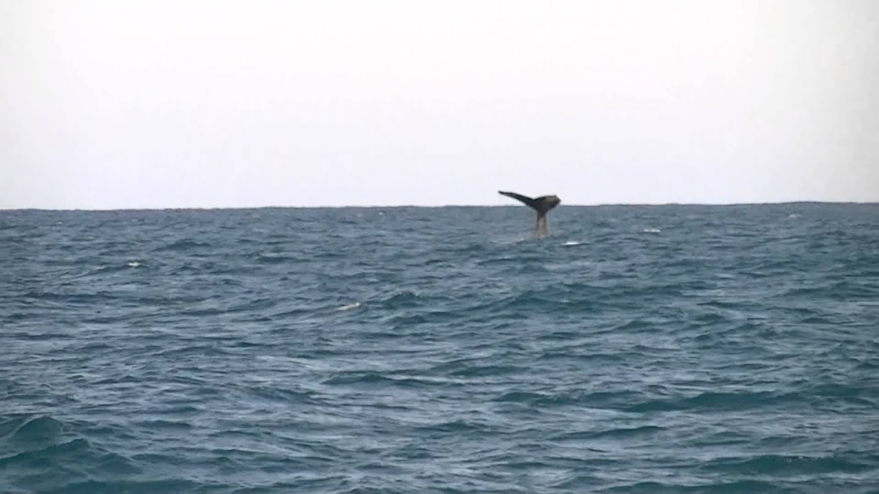 Walvis gespot