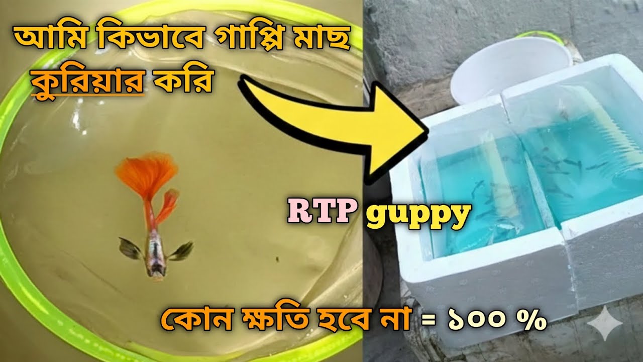 কিভাবে গাপ্পি মাছ কুরিয়ার করার জন্য প্রস্তুত করবেন কোন ক্ষতি হবে না 100%