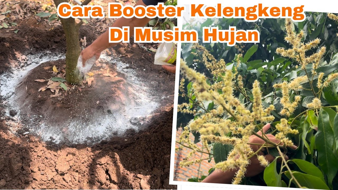 Booster kelengkeng dengan cara tabur, mantap hasilnya bagus