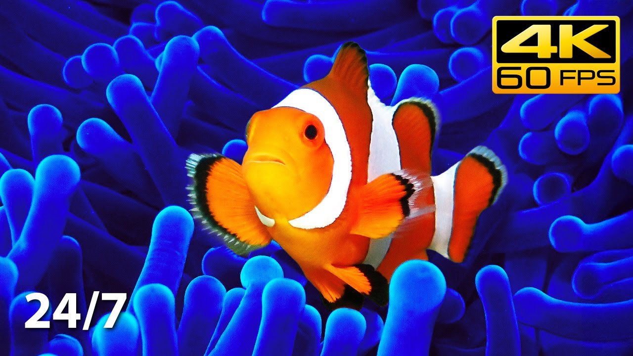 🔴 Relaxing Clownfish Aquarium 24/7 - 4K 60fps | Soothing Music for Sleep, Study & Relaxation 🐠🐟