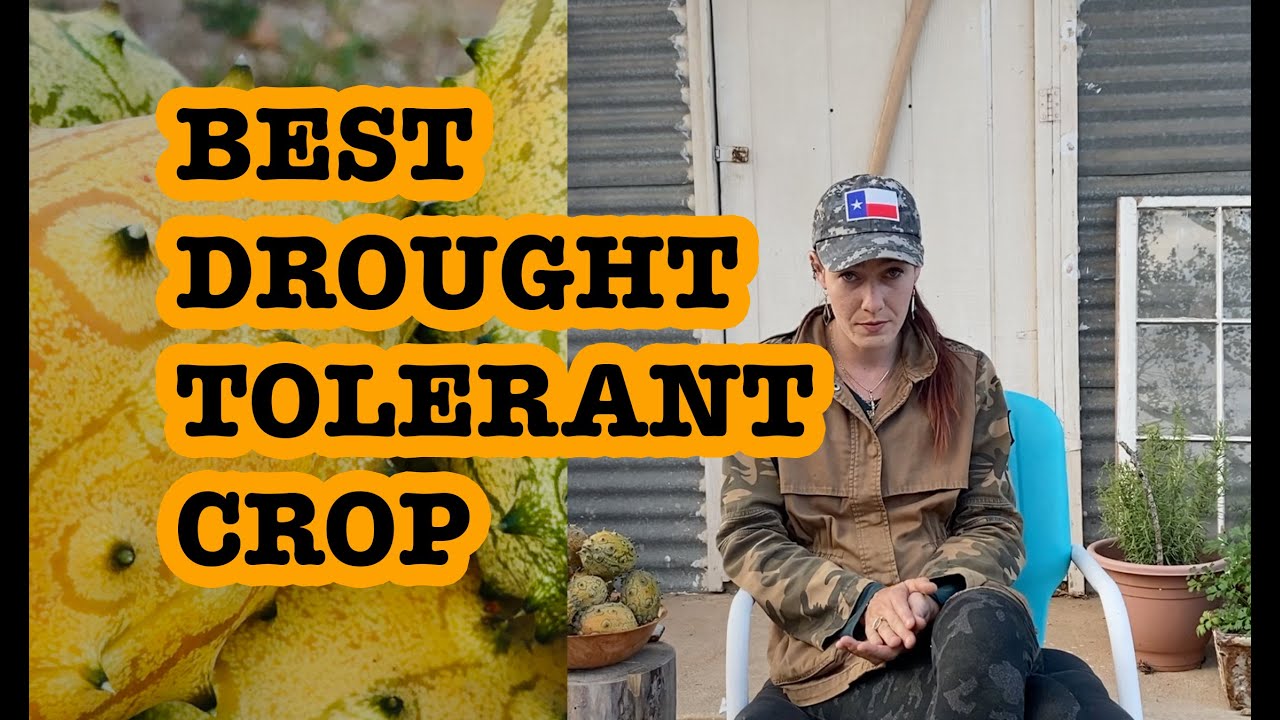 The BEST Drought Tolerant Crop - KIWANO MELON