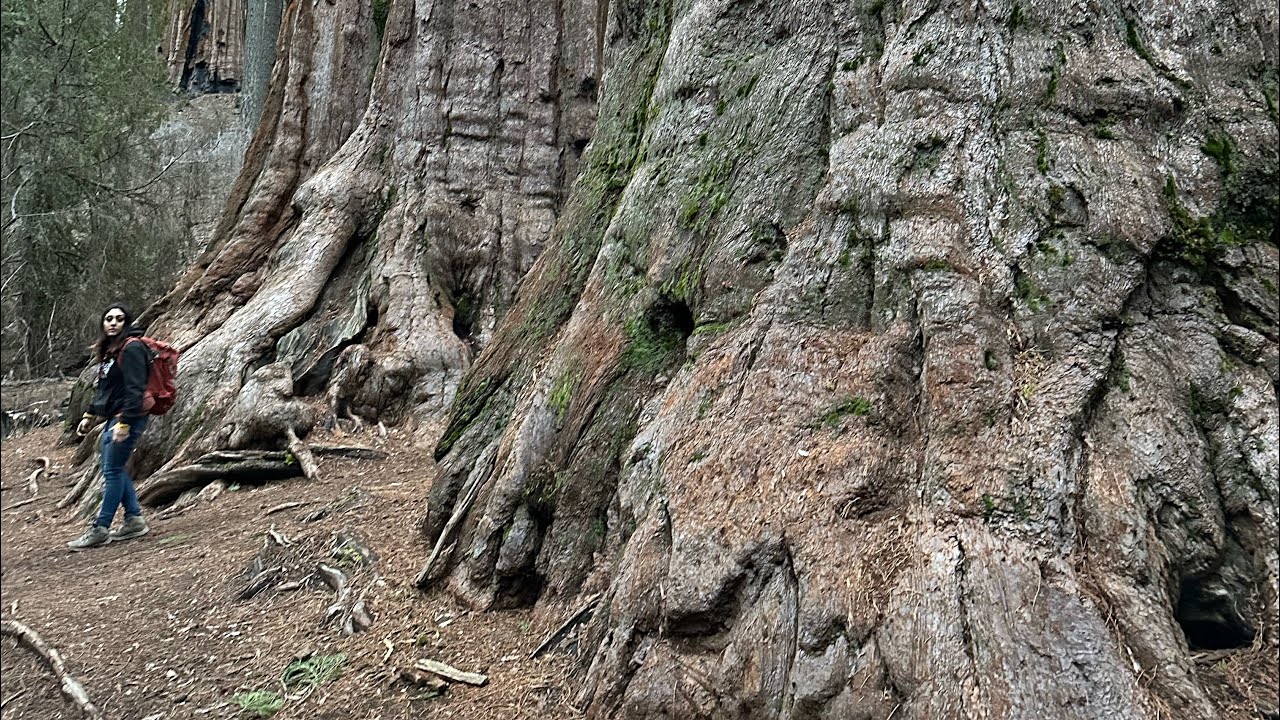 Giant Sequoia Trees After Massive Fire - Protecting The Largest Trees In The World