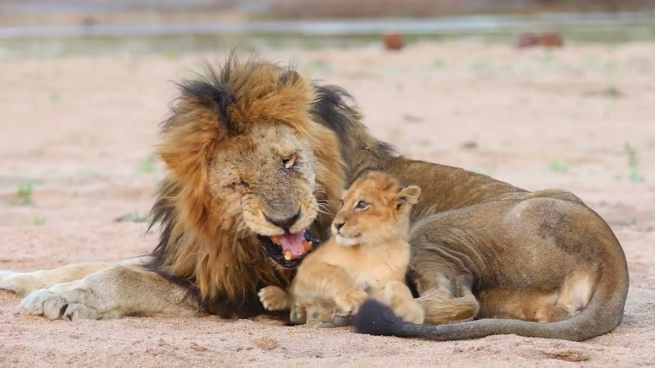 Collection: Lovely Moments of Lions 🦁#lionking #mufasa