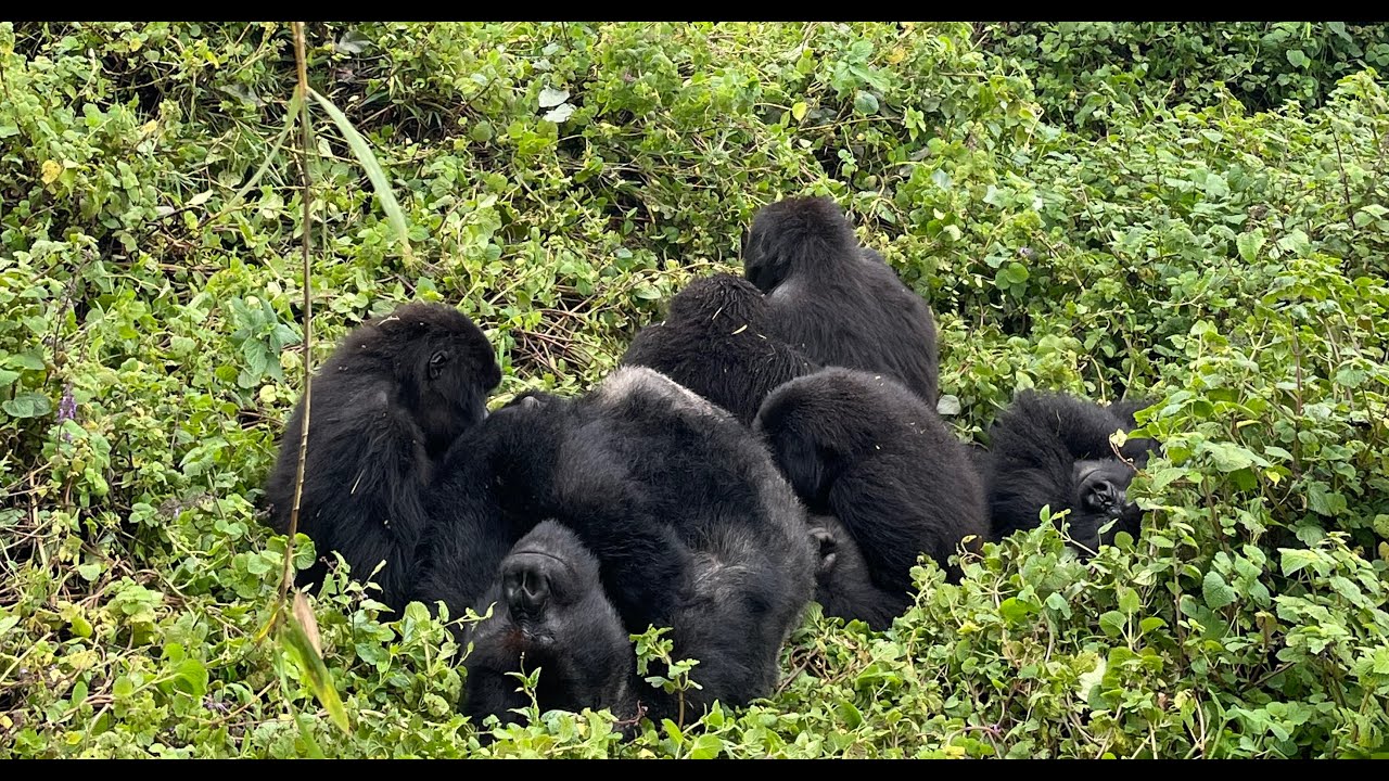 Gorillas in Rwanda