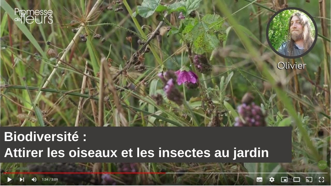Biodiversité : Comment attirer les insectes et les oiseaux ?