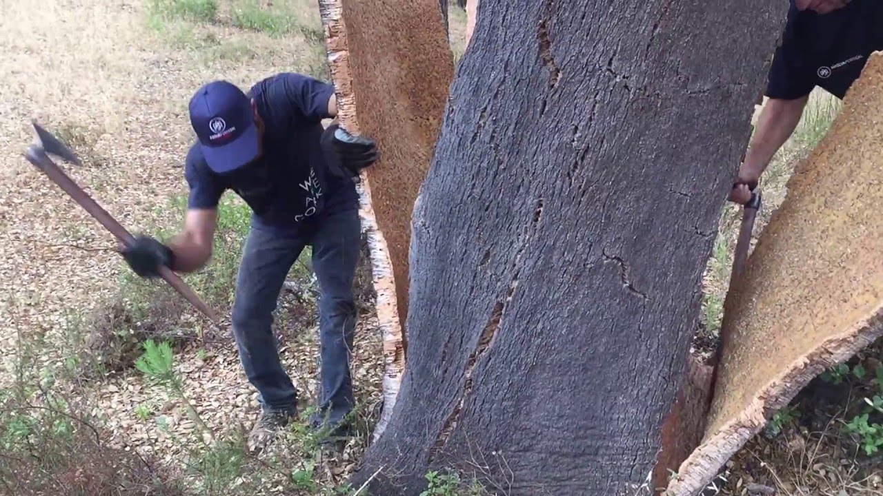 From Bark to Bottle: Harvesting Cork in Portugal, Part One
