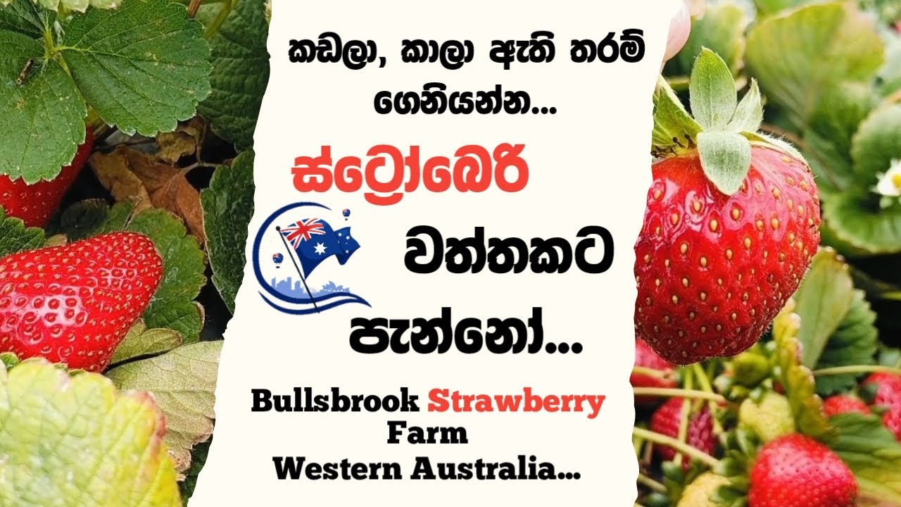 Strawberry Picking Time | Auscenery | Ausi Vlog | Travel Vlog | WA Strawberry Farm | Perth Vlog