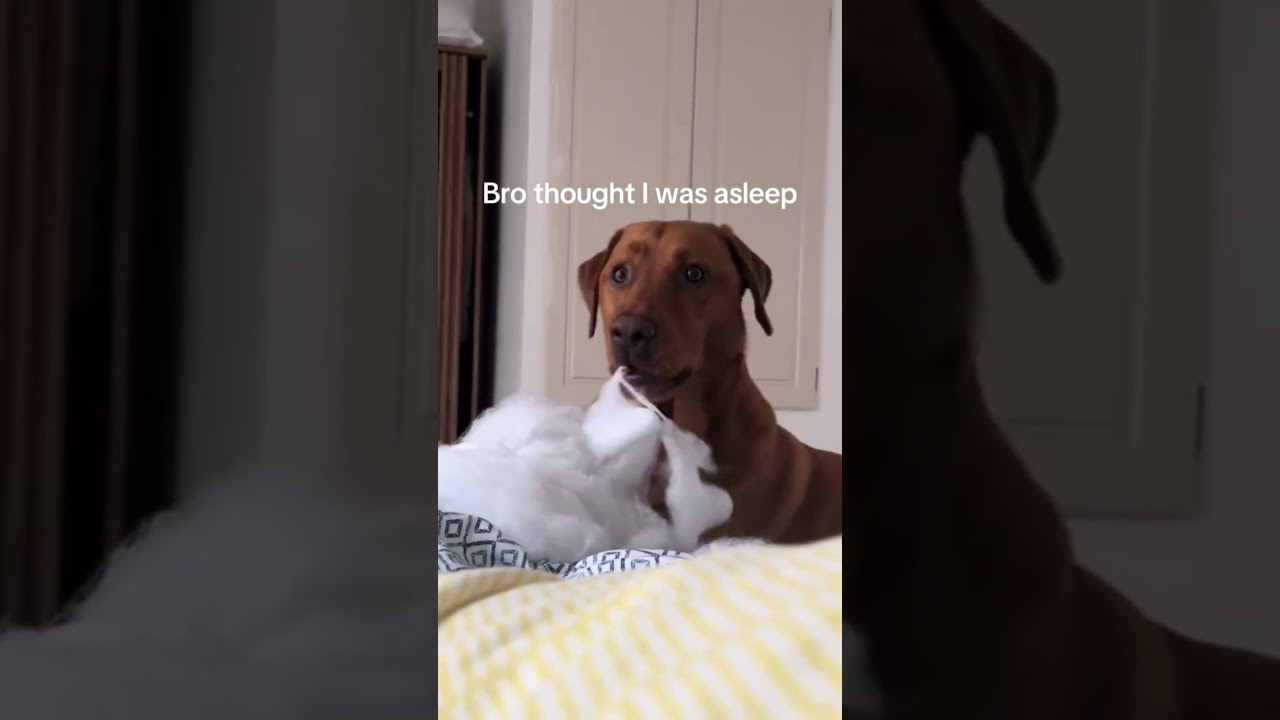 A troublemaker dog 🐕 😂#funny #dog #fouryou #fyp #doglover #trending #viralvideo 