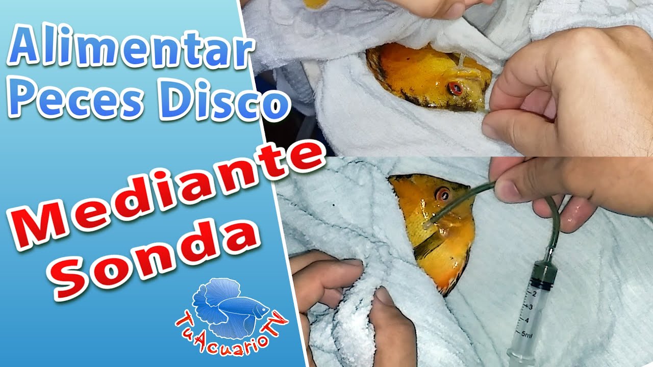 Alimentar Peces disco Mediante Sonda