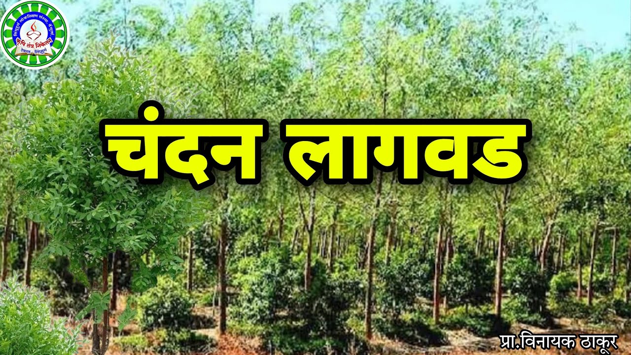 चंदन लागवड पांढरा चंदन व रक्त चंदन ची माहिती Red Sandalwood &White sandalwood plantation