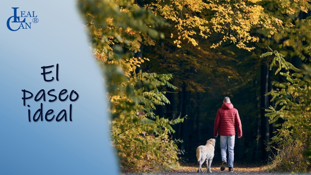 PASEAR A TU PERRO SIN CORREA | LealCan Adiestramiento