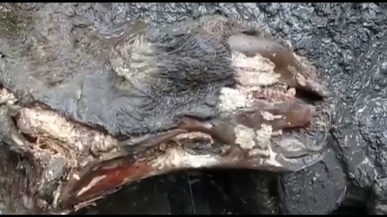 Hallazgo en Siberia de un rinoceronte lanudo congelado hace 20.000 a&ntilde;os