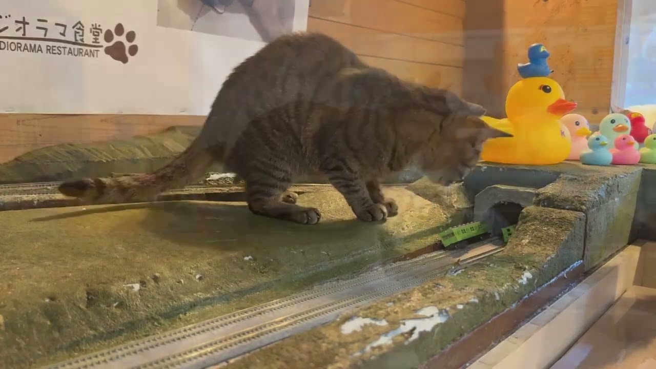 .	From Forgotten to Loved: Help Us Care for 160 Cats This Cat Day