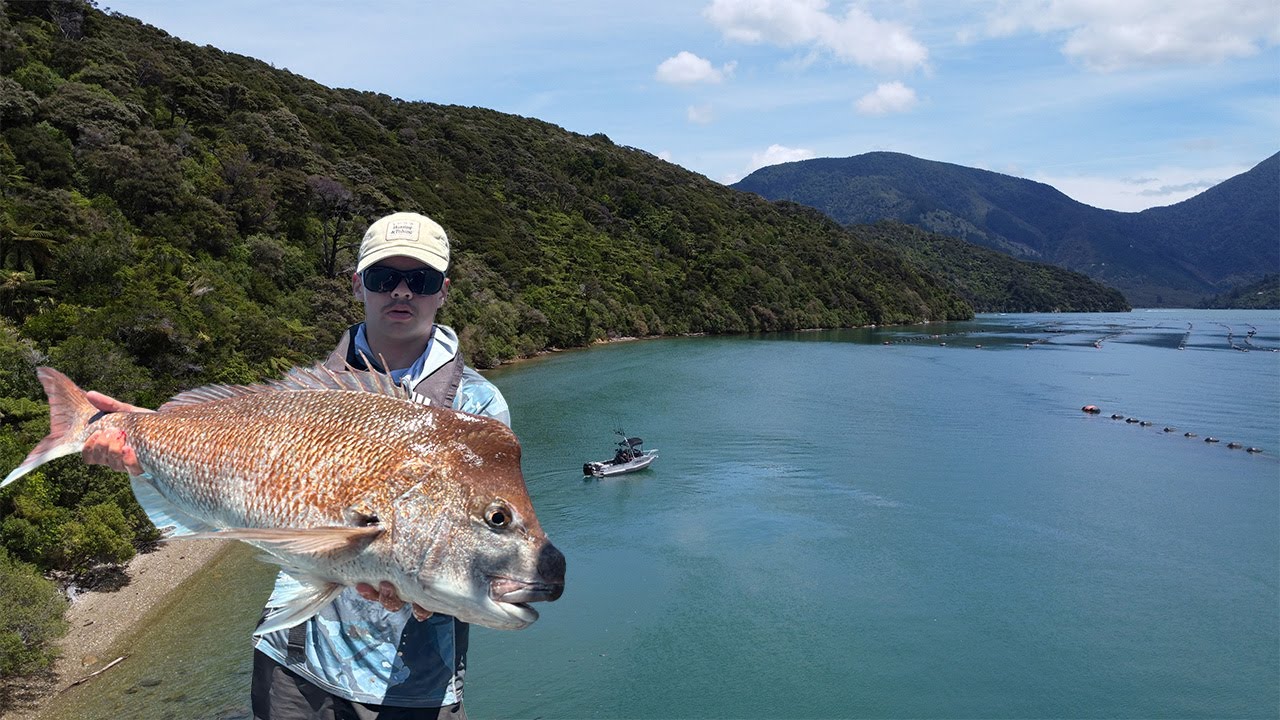 A Marlborough Sounds Snapper Mission