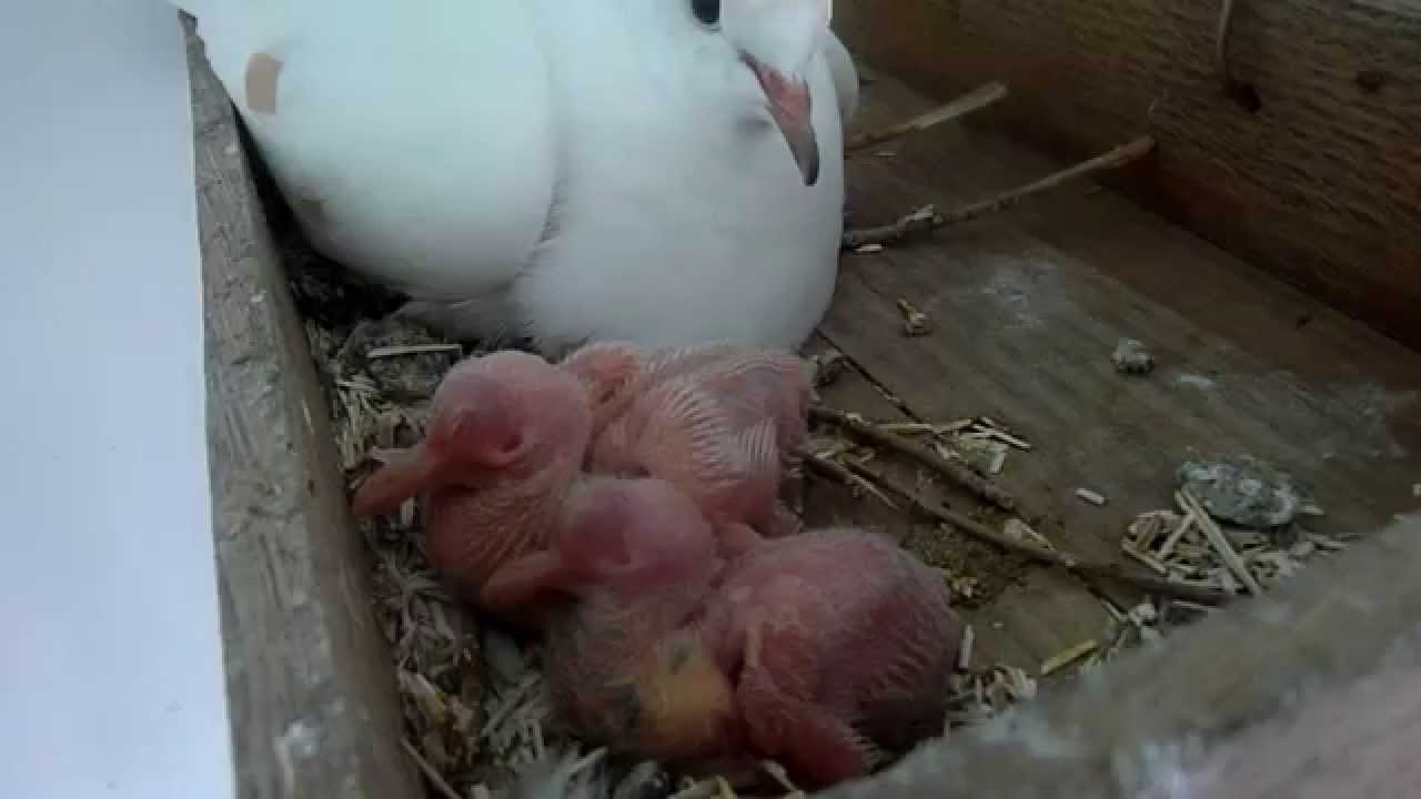 colombe avec 2 petits au nid