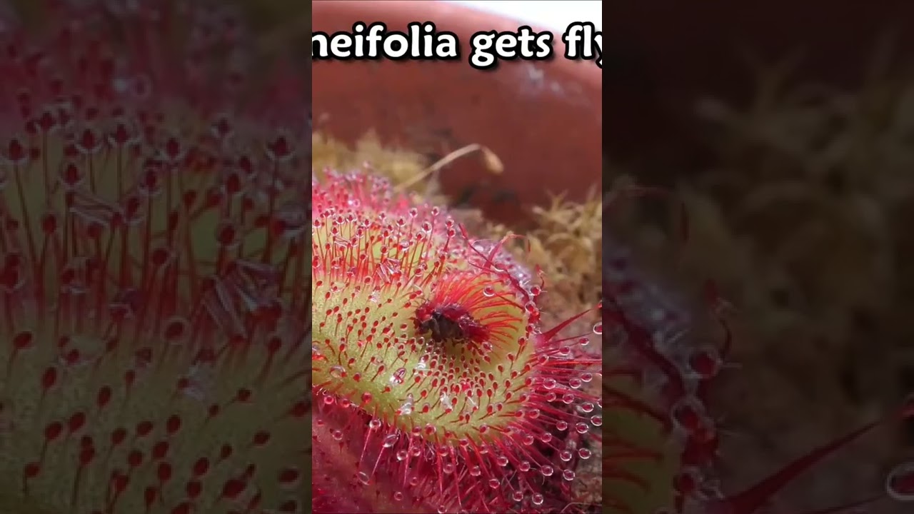 Sundew Drosera cuneifolia gets fly -timelapse- #shorts