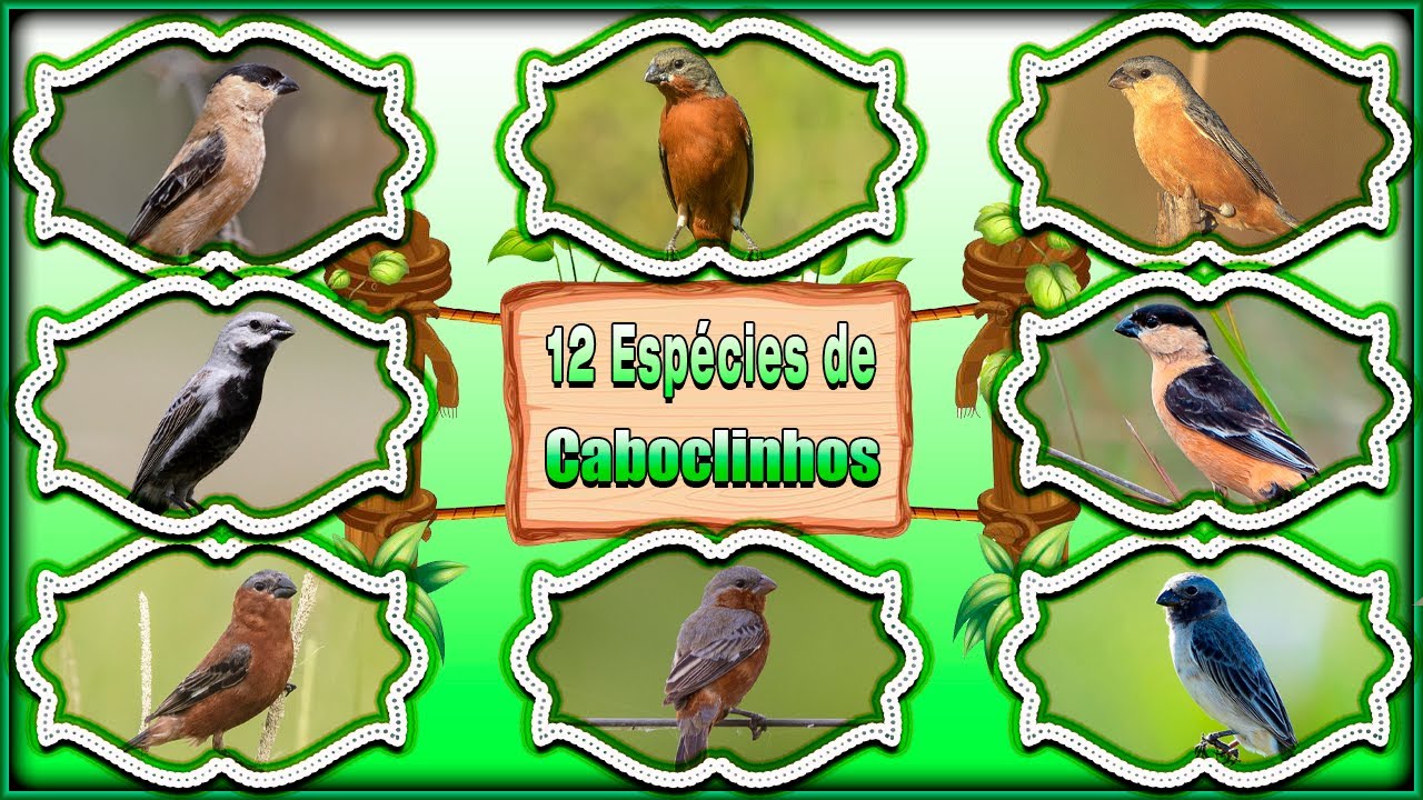 12 ESPÉCIES DE CABOCLINHOS - Seus Cantos, Suas Características, Seus Hábitos