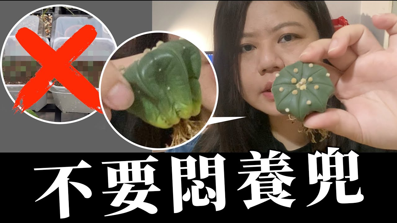 喵王的多肉陽台-不要悶養兜的三原因 #仙人掌澆水 ＃多肉澆水 #悶養 #赤腐