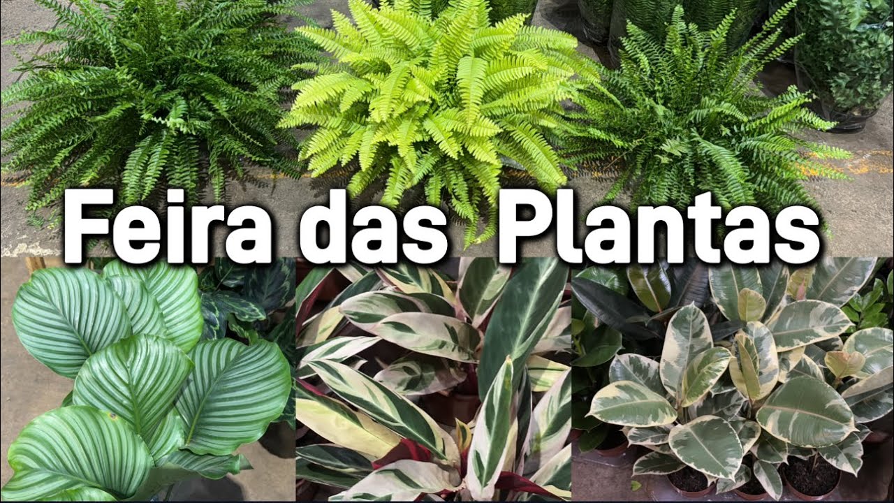 Plantas de meia sombra e sol pleno!