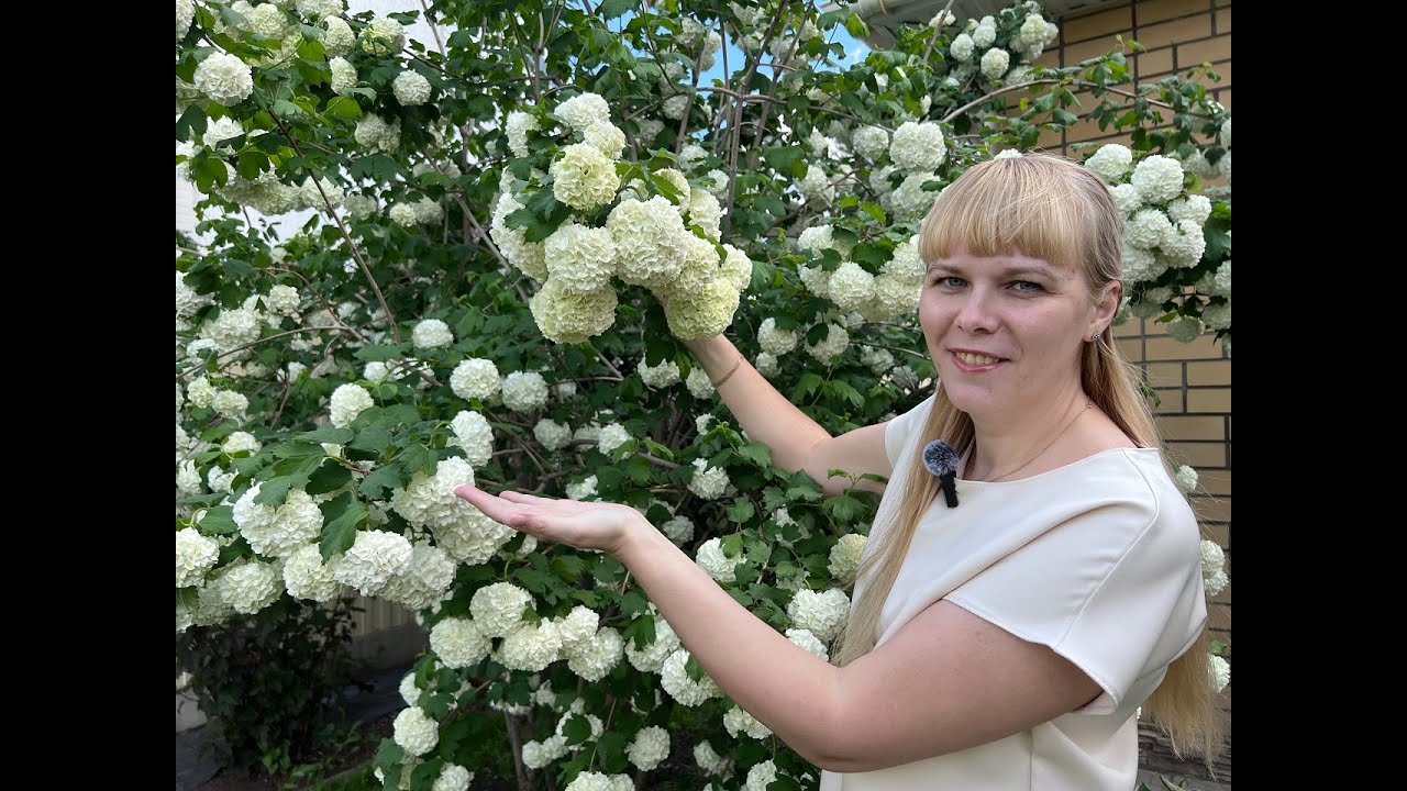 Калина Бульденеж - французский шик в вашем саду.